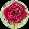 rosemaryvintage
